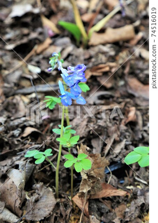 Ezoengosaku 74516019