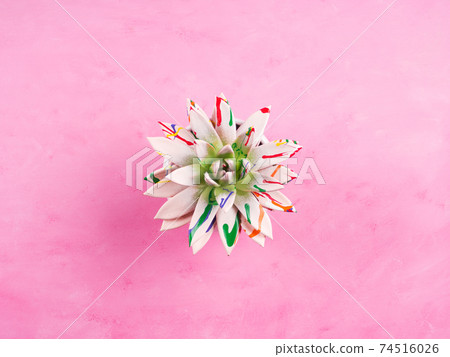 Painted succulent on pink textured background. Echeveria Painted succulent on pink textured background. Echeveria 74516026
