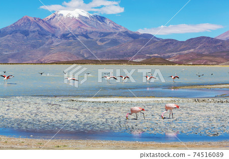 Flamingo in Bolivia 74516089