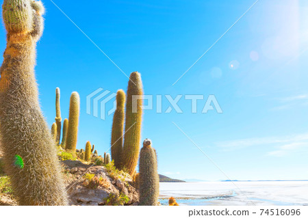 Cactus in Bolivia 74516096