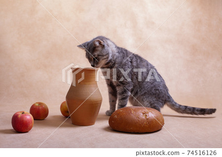 Cat with jug, apples and bread, still life. 74516126