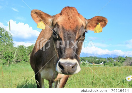 Jersey cattle Jersey cattle 74516434