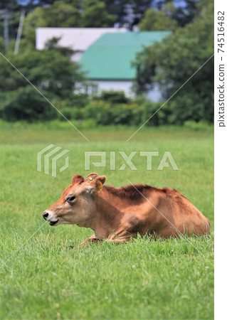 Jersey cattle Jersey cattle 74516482