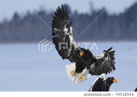 Steller's sea eagle invasion Steller's sea eagle invasion 74516543
