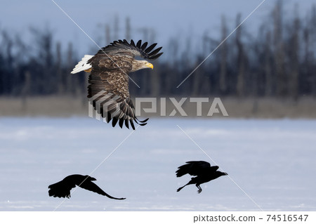White-tailed eagle wings White-tailed eagle wings 74516547