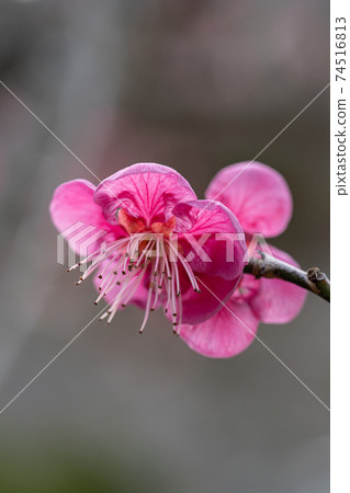 紅梅花的特寫 74516813