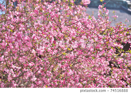 垂絲 垂絲 74516888