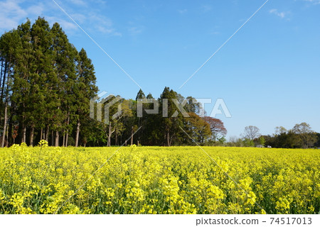 Rape field with a wooded area in the background 74517013