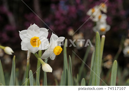 水仙花 早春花壇 照片素材 圖片 圖庫