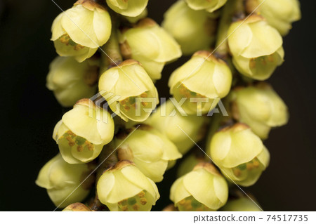 木節 木節 74517735