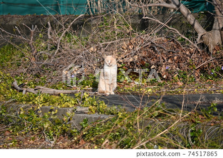 Tabby cat for a walk Tabby cat for a walk 74517865