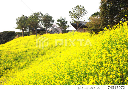 Jeju Island. Rapeseed flowers. Spring flowers. Yellow Jeju Island. Rapeseed flowers. Spring flowers. Yellow 74517972