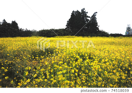 Jeju Island. Rapeseed flowers. Spring flowers. Yellow Jeju Island. Rapeseed flowers. Spring flowers. Yellow 74518039