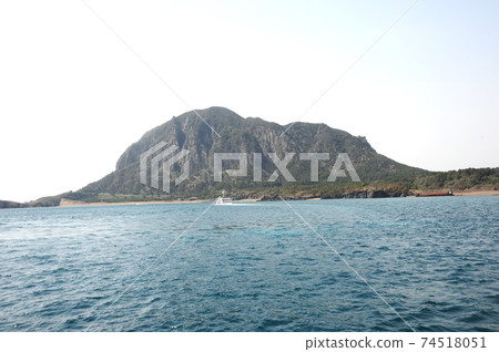 濟州島的油菜花。 濟州島的油菜花。 74518051
