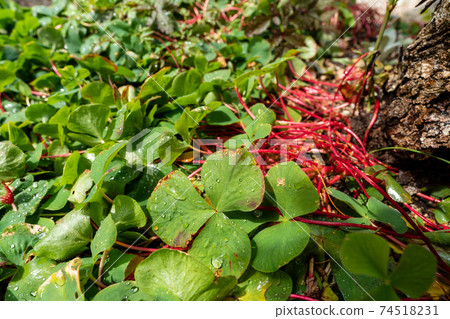 Oxalis leaves 74518231