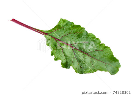 Fresh beet leaves isolated on white background. Fresh beet leaves isolated on white background. 74518301