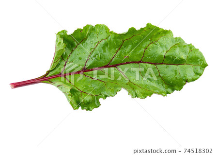 Fresh beet leaves isolated on white background. Fresh beet leaves isolated on white background. 74518302