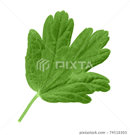 Green leaves of gooseberry, isolated on white background. Green leaves of gooseberry, isolated on white background. 74518303