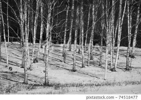 樺樹林 樺樹林 74518477