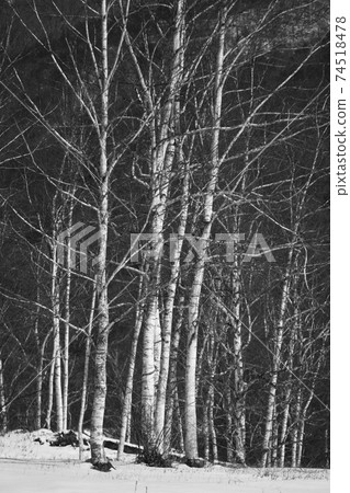 Birch forest 74518478