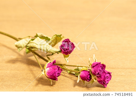 Rose dry flower 74518491