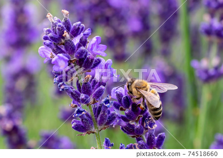The bee pollinates the lavender flowers. The bee pollinates the lavender flowers. 74518660