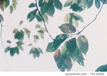 Transparent leaves 74519092