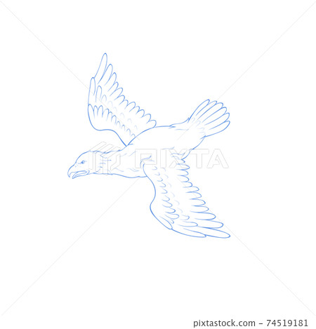 天鷹座，星座圖，夏季星座 74519181