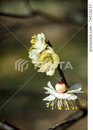 用經典鏡頭拍攝的白梅林 74519217