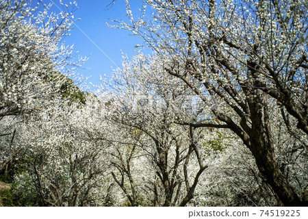 White plum forest taken with a classic lens 74519225