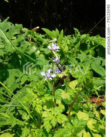 Larkspur Larkspur at Koishikawa Botanical Garden 74519340