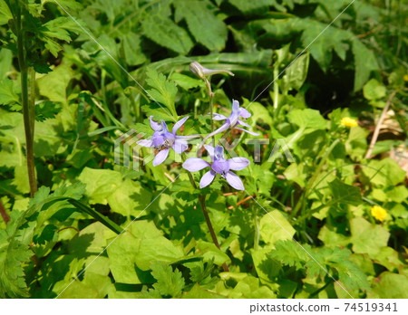 小石川植物園的Larkspur Larkspur 74519341