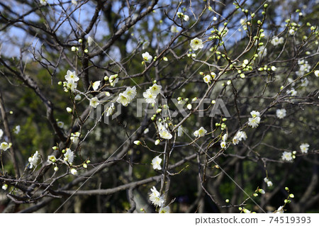 It is a flowering tree next to plum, white plum, and Fukujusou that blooms in February @ Kozen Park, Sakai City, Osaka Prefecture. 74519393