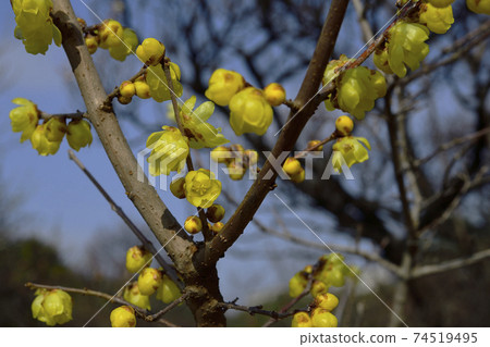 這是一棵開花的樹，緊挨著李子，五香粉和福壽壽，於二月開花，@大阪府Sa市Kozen。 74519495