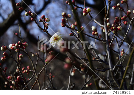 It is a flowering tree next to plum, white plum, and Fukujusou that blooms in February @ Kozen Park, Sakai City, Osaka Prefecture. 74519501