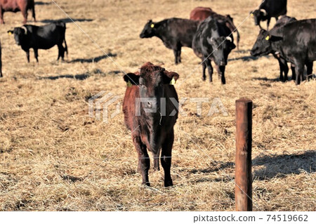 Japanese beef Japanese beef 74519662