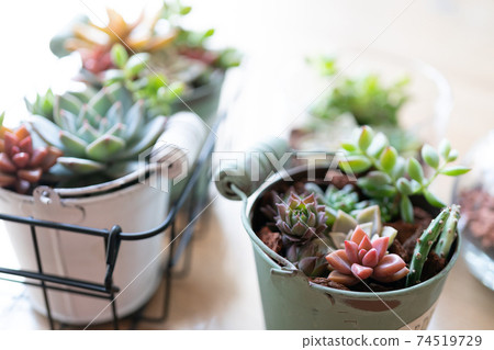多肉植物一起種植 74519729