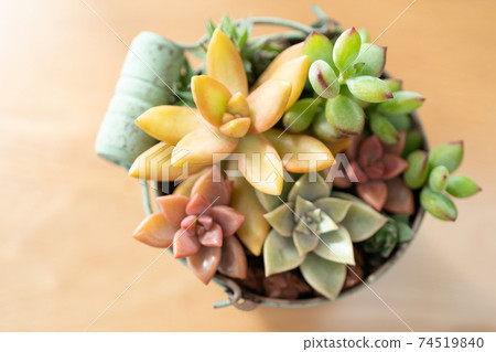 Succulents planted together 74519840