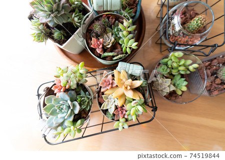 Succulents planted together - Stock Photo [74519844] - PIXTA