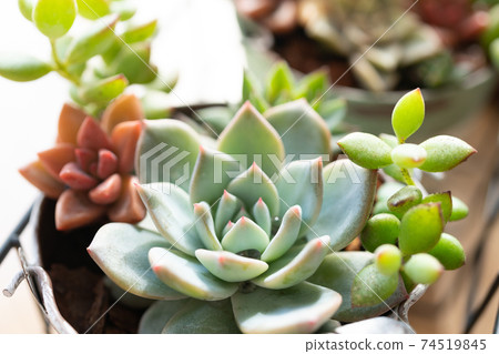 多肉植物一起種植 74519845