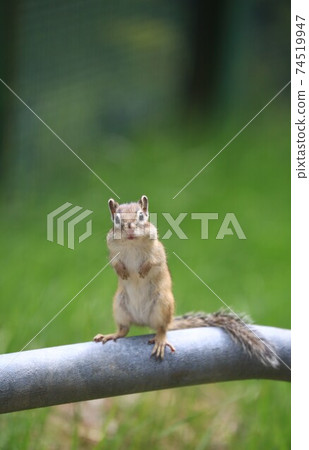 Chipmunk Chipmunk 74519947