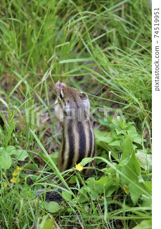 Chipmunk Chipmunk 74519951
