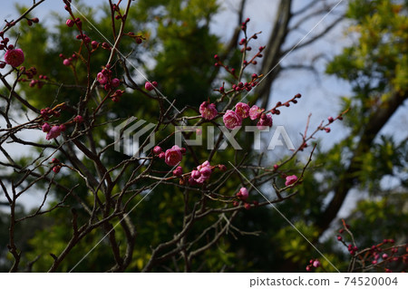這是一棵開花的樹木,緊挨著李子,紅李子和福壽壽,於二月開花,@大阪府Sa市Kozen公園。 這是一棵開花的樹木,緊挨著李子,紅李子和福壽壽,於二月開花,@大阪府Sa市Kozen公園。 74520004