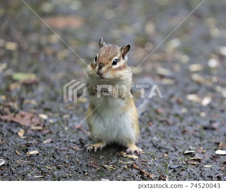 Chipmunk Chipmunk 74520043