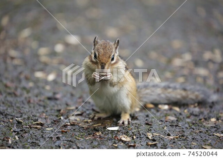Chipmunk Chipmunk 74520044