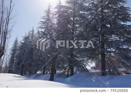 Scenery of snowy country 74520088