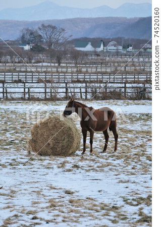 薩拉伯德冬季牧場 74520160