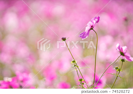 Autumn cherry blossoms taken at Cosmos Garden in Kameoka City, Kyoto Prefecture 74520272