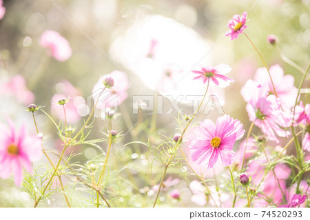 在京都府龜岡市的宇宙花園拍攝的秋季櫻花 74520293