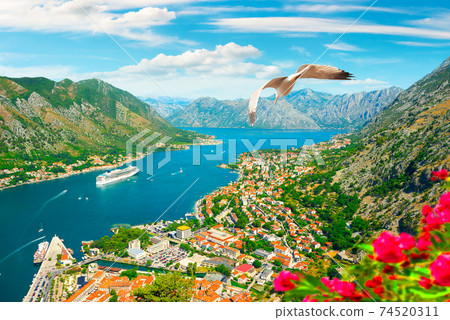 Seagull and bay of Kotor Seagull and bay of Kotor 74520311